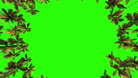 many palm trees are arranged in a circle on a green background. green screen for keying or cutting.