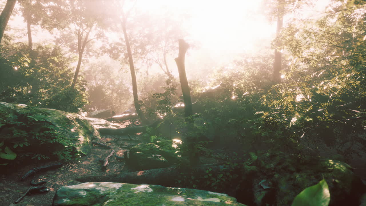 안개가 많은 날에 정글 열대우림의 습도가 높습니다.