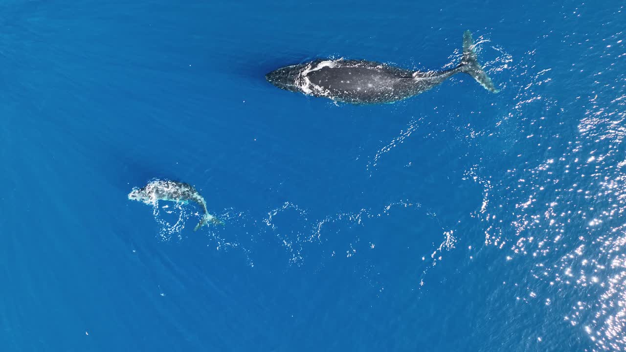 Overhead View Of A Mother Humpback Whale And Calf In Moʻorea, South Pacific Island, French Polynesia