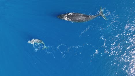 Overhead-View-Of-A-Mother-Humpback-Whale-And-Calf-In-Moʻorea,-South-Pacific-Island,-French-Polynesia