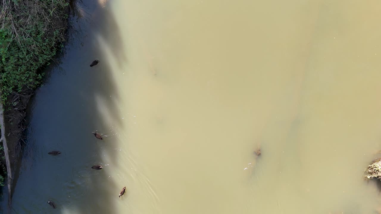Drone footage captures ducks swimming in a river surrounded by lush greenery in Nimbin, Australia. Natural lighting enhances the tranquil scene