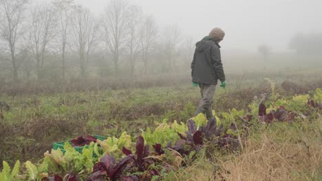 Agricultor-Cosechando-Hojas-De-Ensalada-De-Achicoria-Del-Huerto