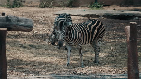 two zebras foraging in an enclosure