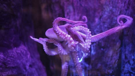 un pulpo en el vidrio del tanque de agua en un tanque en la vida del mar, gran yarmouth
