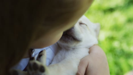 close-up view of cute small caucasian girl holding and hugging a labrador puppy which sleeping in her arms