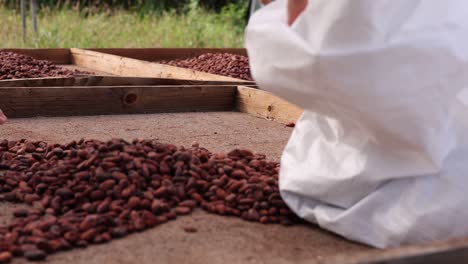 fresh local grown cacao beans on a chocolate farm in hawaii