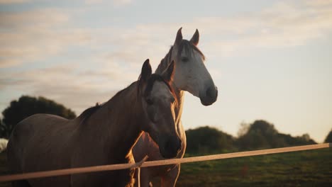 Horses-Standing-Along-Wooden-Fence-At-Sunset---Close-Up