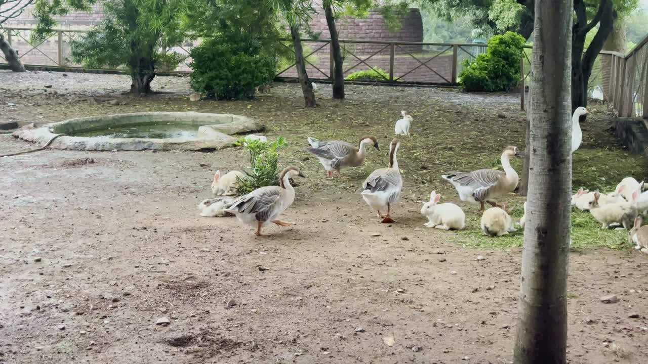 작은 연못이 있는 농장 울타리 안에서 나무와 울타리 근처 풀을 뜯어 먹으며 거위와 토끼 무리가 함께 있는 모습을 클로즈업 촬영한 사진이에요.