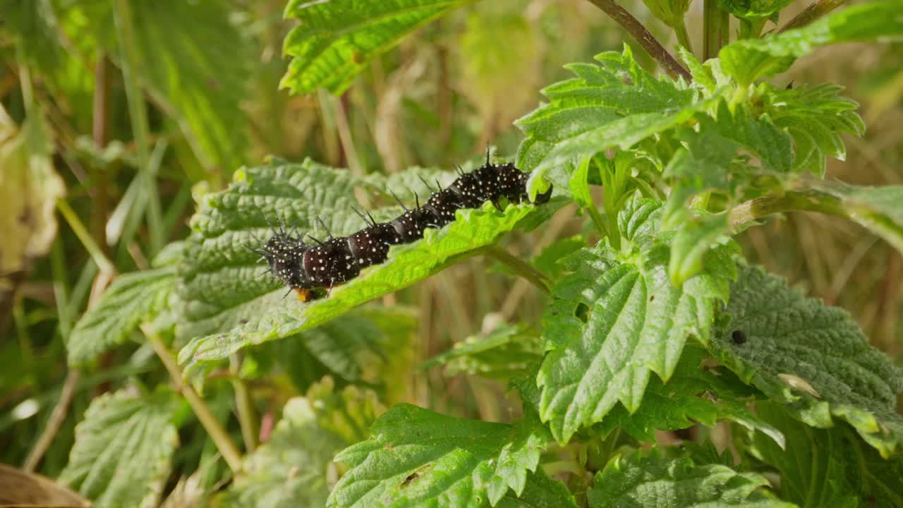 Aerial tracking orbit follows truck crossing over river winding through green valleys in Landmannalaugar Highlands, Iceland