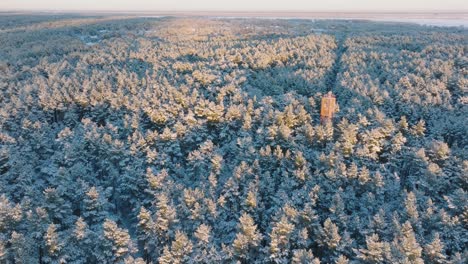 aerial establishing footage of trees covered with snow, sunny winter day before the sunset, golden hour, nordic woodland pine tree forest, baltic sea coast, wide drone shot moving backward