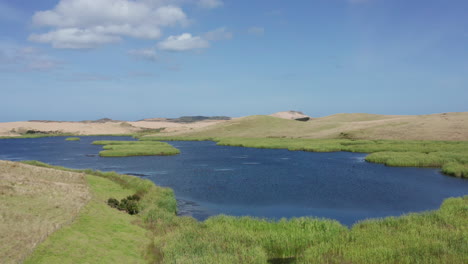 Bandada-De-Pájaros-Aterrizan-Y-Nadan-En-El-Agua-Azul-Del-Lago-De-Los-Cisnes-Con-Verdes-Colinas-En-Verano-En-Northland,-Nueva-Zelanda