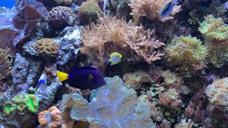 un acuario de peces tropicales brillante y colorido