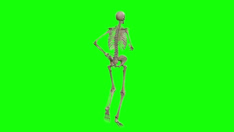 Ein-Skelett-3D-Charakter,-Der-Auf-Einem-Greenscreen-Läuft-Und-Sich-Um-360-Dreht,-Nahtlose-3D-Animation-In-Schleife