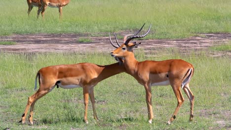 view of an impala ram smelling female