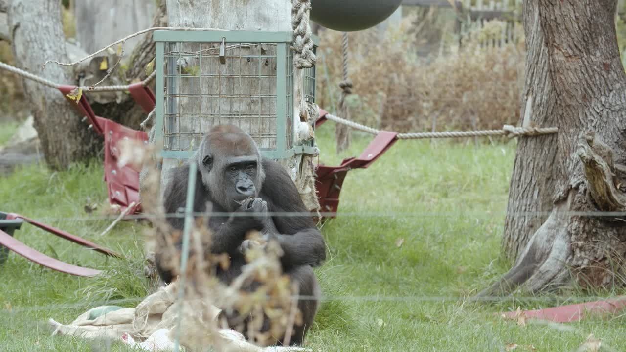 Gorilla che corre e lotta per il cibo allo zoo, al rallentatore