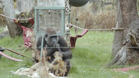 gorila corriendo y luchando por comida en el zoológico, cámara lenta