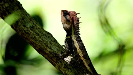 Gesehen-Nach-Links-Gerichtet,-Wenn-Die-Kamera-Herauszoomt,-Waldgarteneidechse-Calotes-Emma,-Kaeng-Krachan-Nationalpark,-Thailand