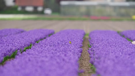 el campo de flores de jacinto púrpura
