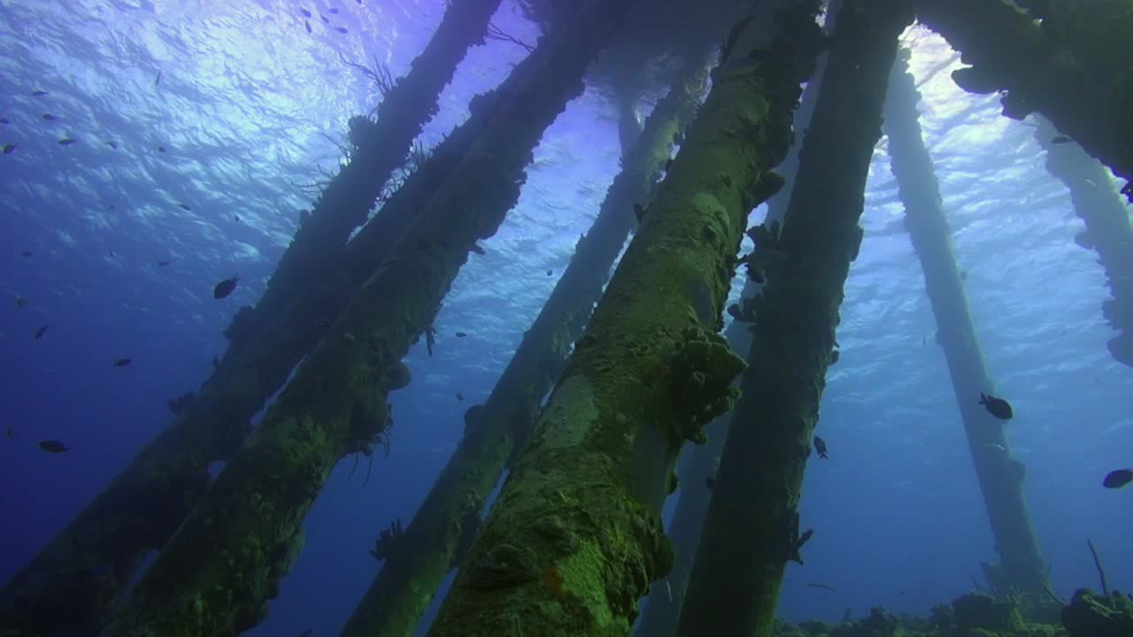 pilotes de muelle con pescado