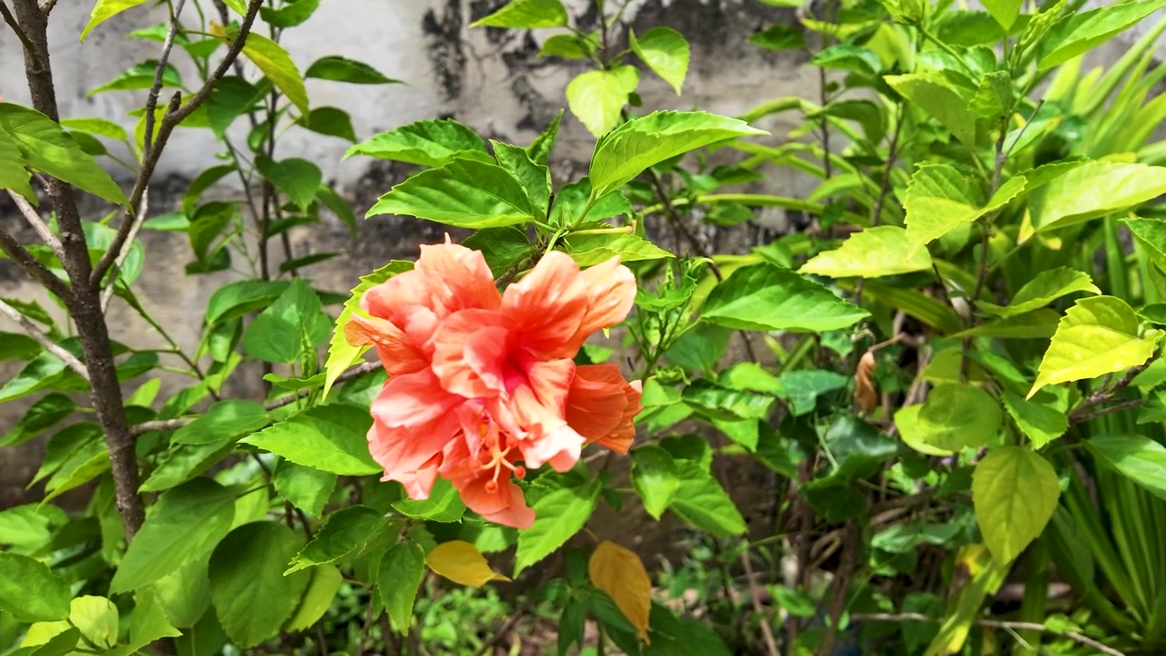 Primo piano di un vivace fiore di ibisco arancione che ondeggia dolcemente tra il lussureggiante fogliame verde del giardino