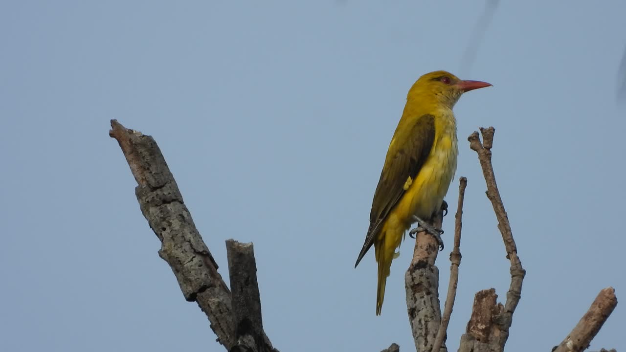 음식을 기다리는 나무의 아름다운 황금 꾀꼬리