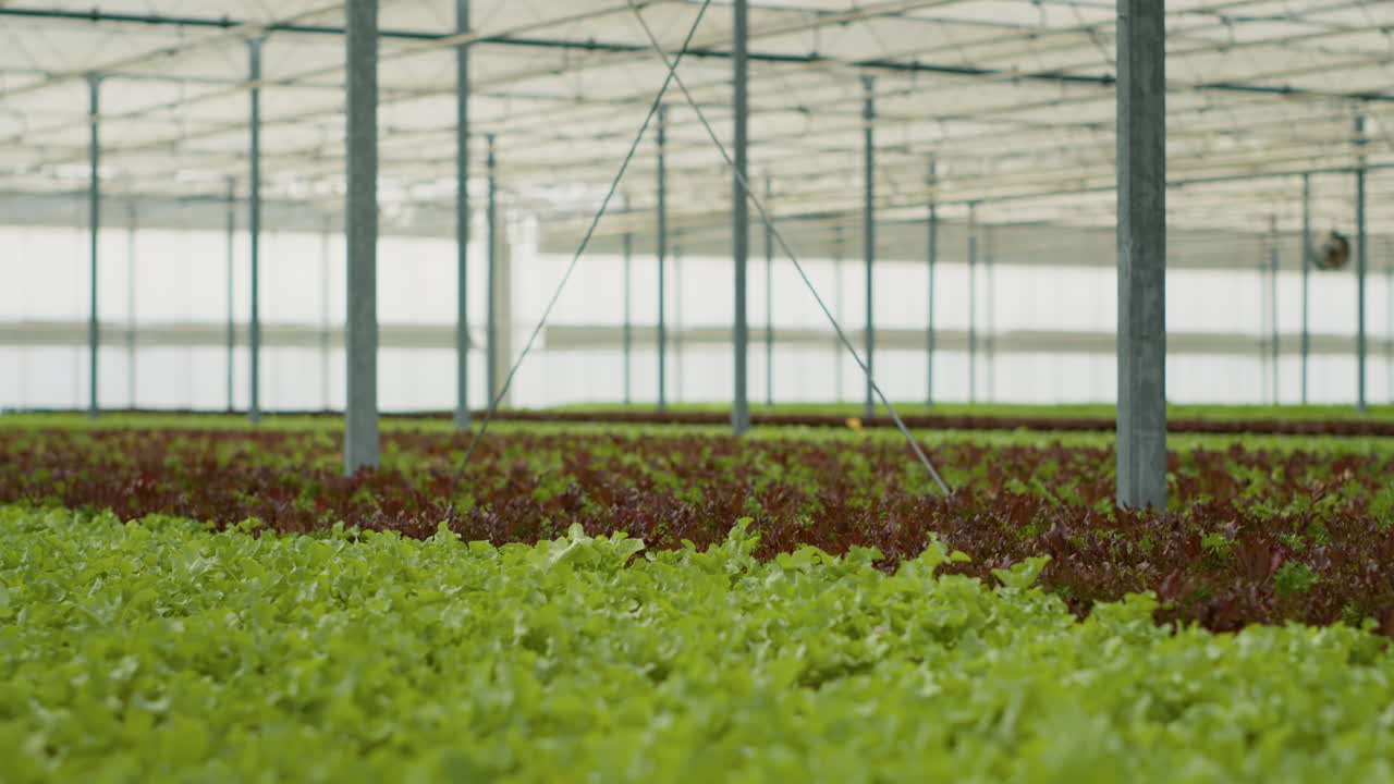 cultivo de lechuga en un invernadero