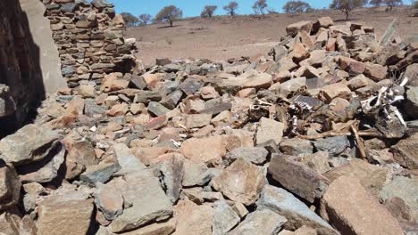 Dead-animals-remains-in-the-rubble