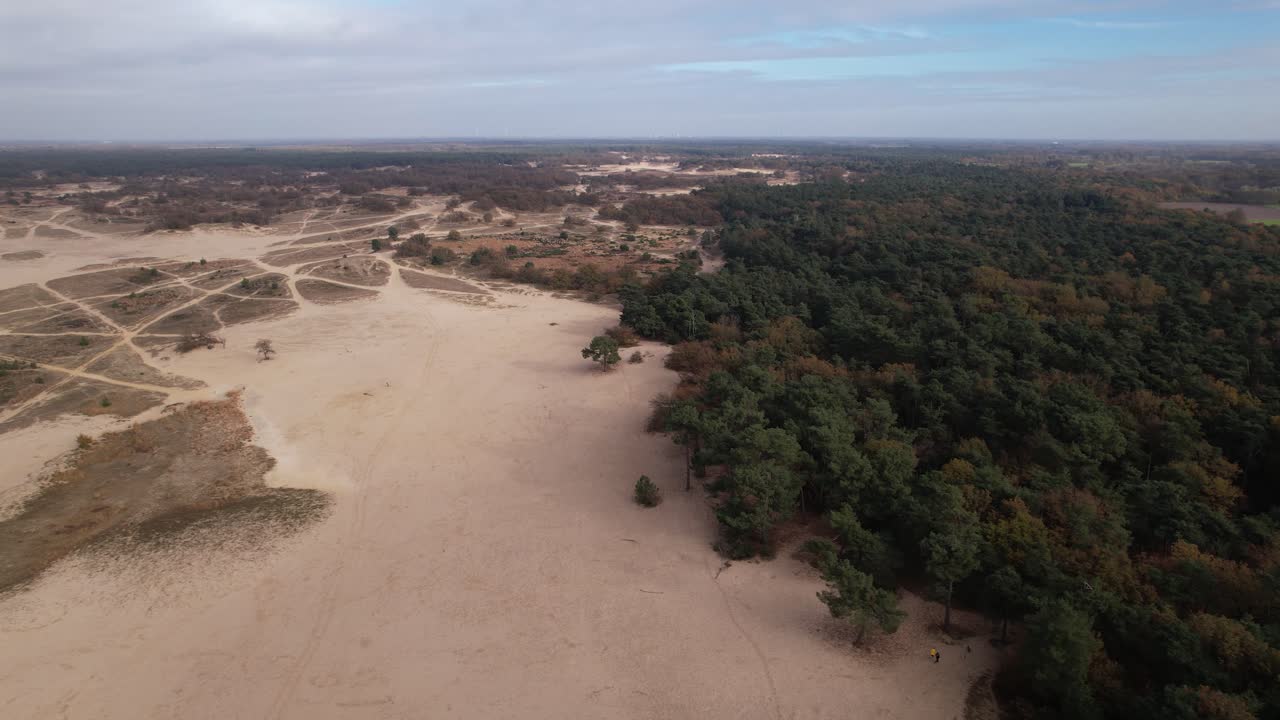 vista aérea de la línea de árboles de loonse en drunense duinen dunas de arena en los países bajos