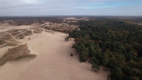 tree line aerial view of loonse en drunense duinen sand dunes in the netherlands