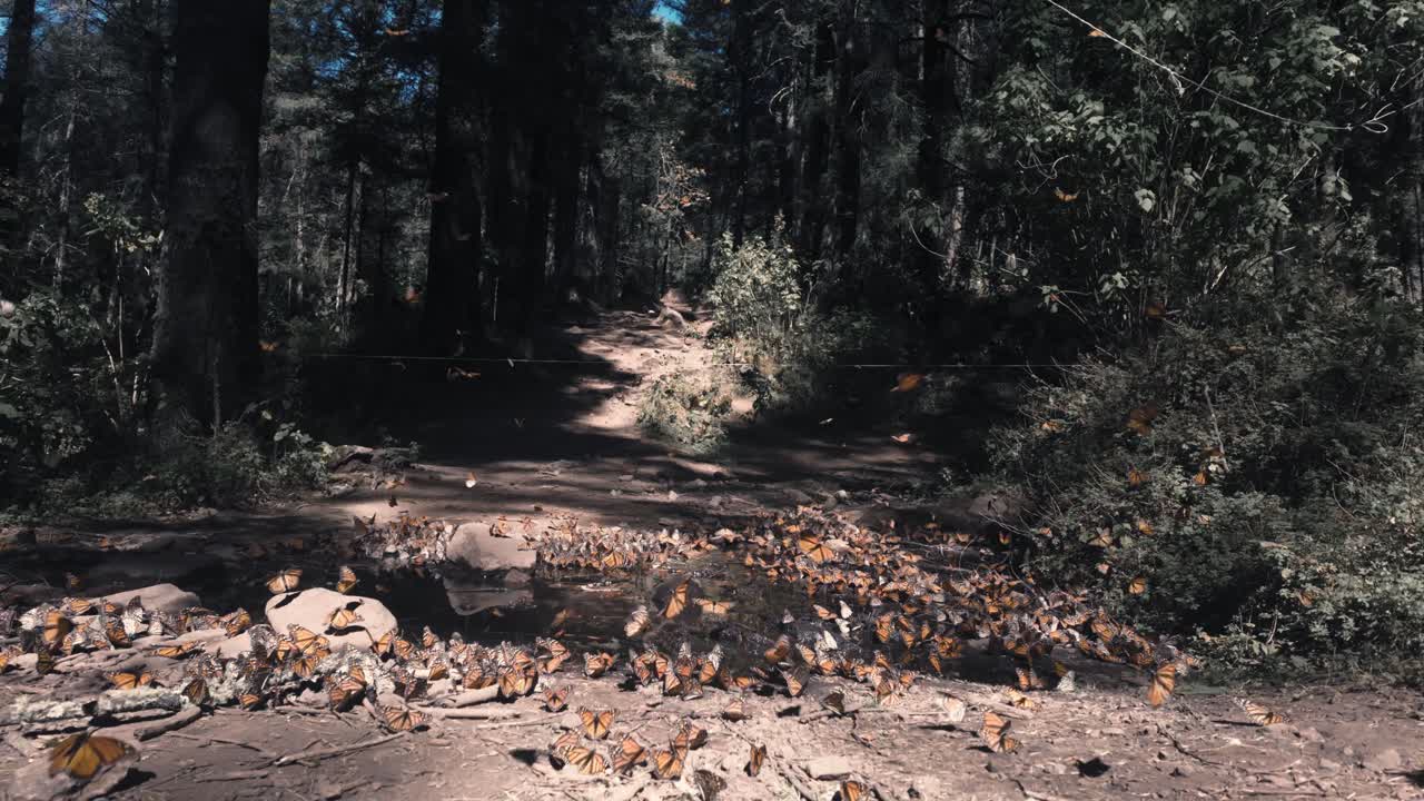 독특한 모나크 나비 무리가 푸른 숲에서 휴식을 취하고 있습니다. - 엘 로사리오 미초아칸, 멕시코