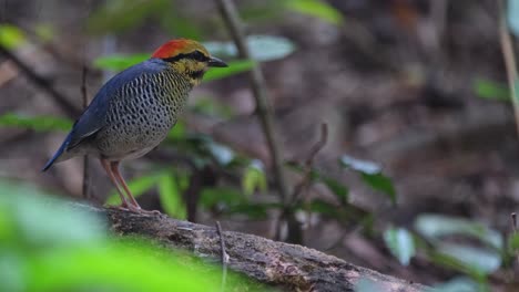 la cámara se aleja y se desliza hacia la izquierda mientras mira hacia la derecha como se ve en lo profundo del bosque, macho, pitta azul hydrornis cyaneus