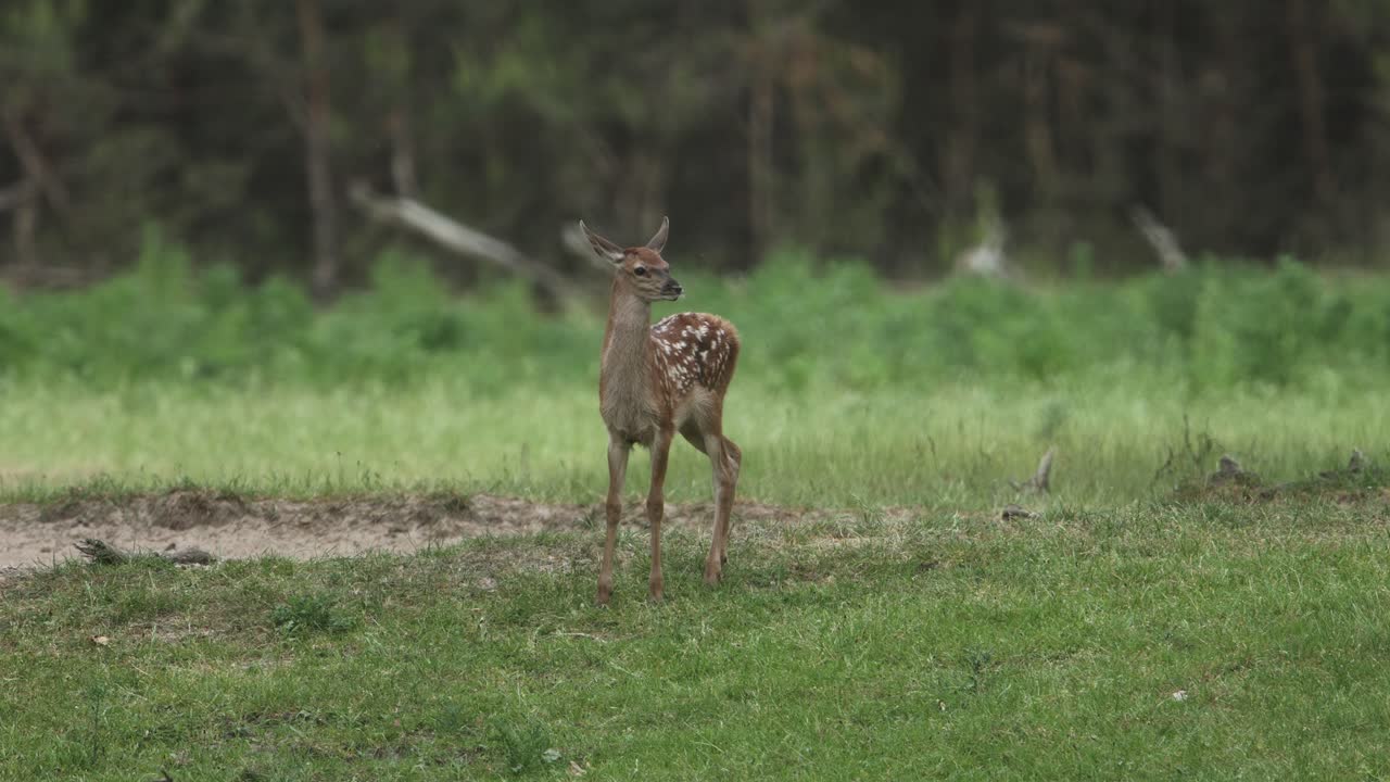 молодой олень в лесу