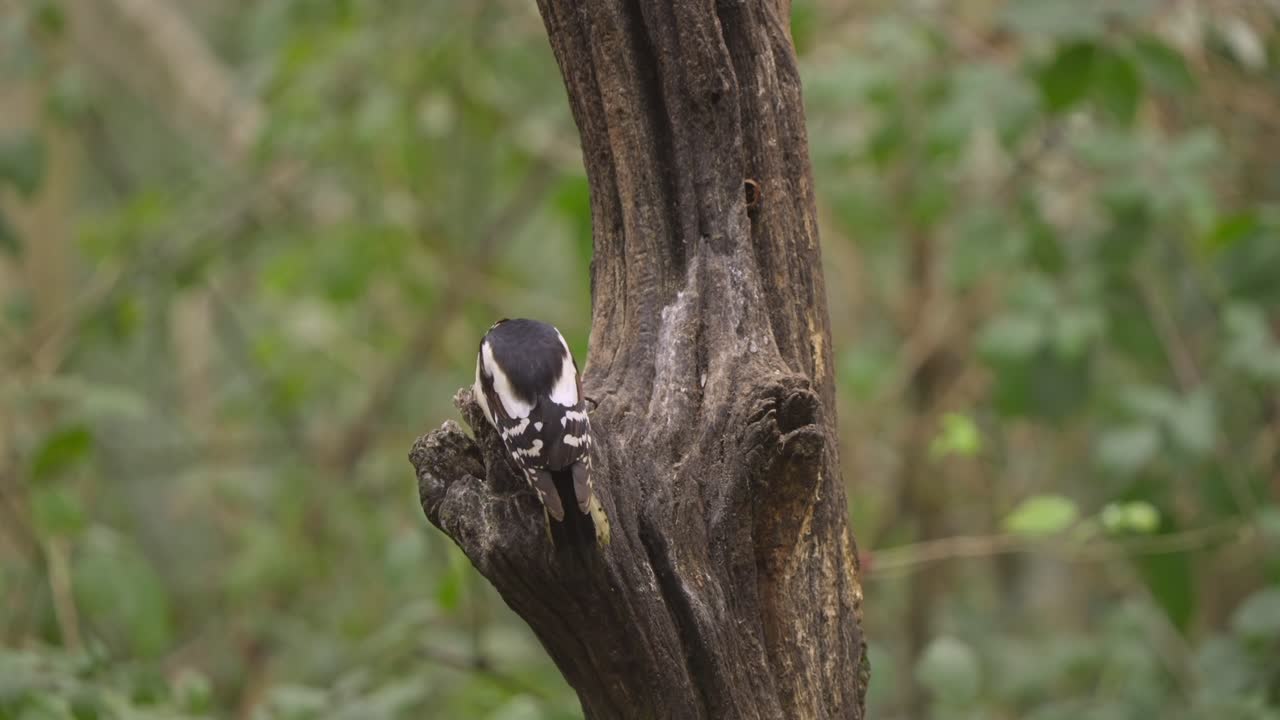 Woodpecker climbs up trunk slowly, pausing between movements, forest and soft tone