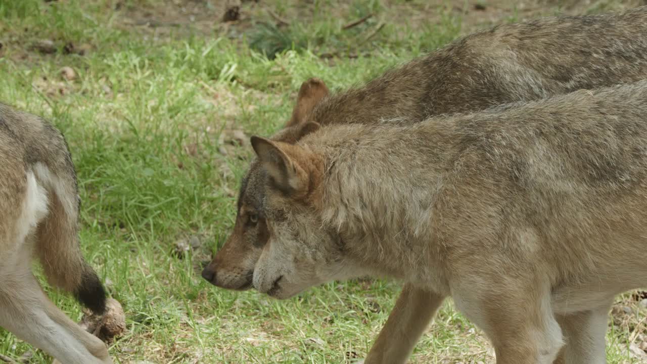 Two wolves interact closely on grass, with one rolling over to show submissive social behavior