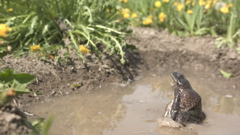 bullfrog jumping in pond for slow motion