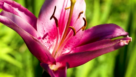 cinematic closeup of red to pink flower