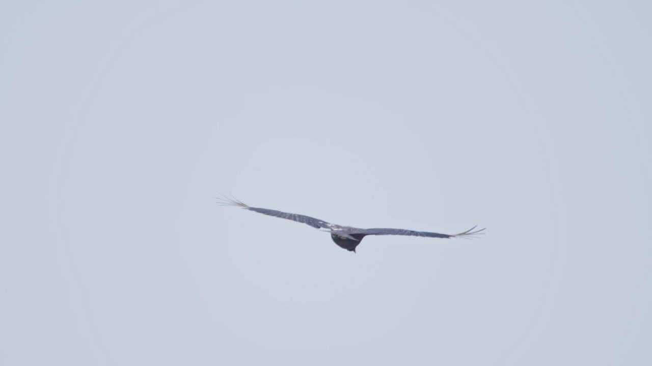Solitary bird soars in the sky, wide wings outstretched, evoking freedom and calm