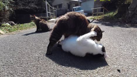 Female-street-cat-rejecting-male-attempts,-slow-motion-view