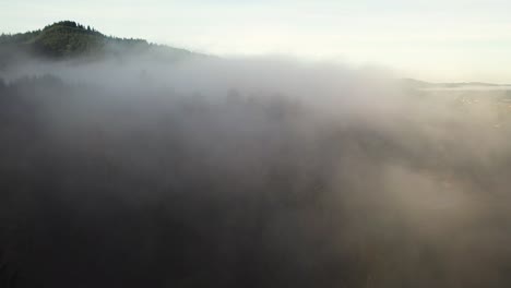 flying into dense fog above green conifer forest