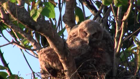 un gran búho cornudo se acicala en un árbol