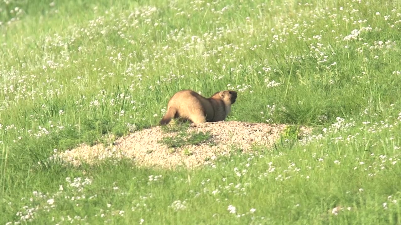 Alpine Marmot Digging and Entering Its Burrow in a Grassy Meadow