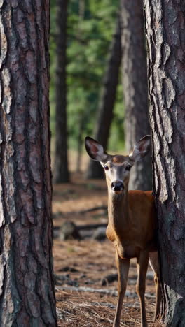 deer in a pine forest