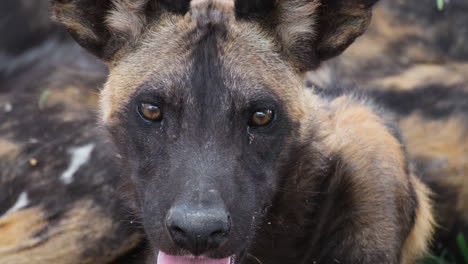 Nahaufnahme-Eines-Afrikanischen-Wildhundes.