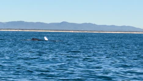 two humpback whales swim near the ocean surface, exhaling spouts in daylight with calm water and distant coastline under clear skies