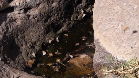 Mariposas-Volando-Y-Muriendo-En-Un-Pozo-De-Agua-De-Arizona