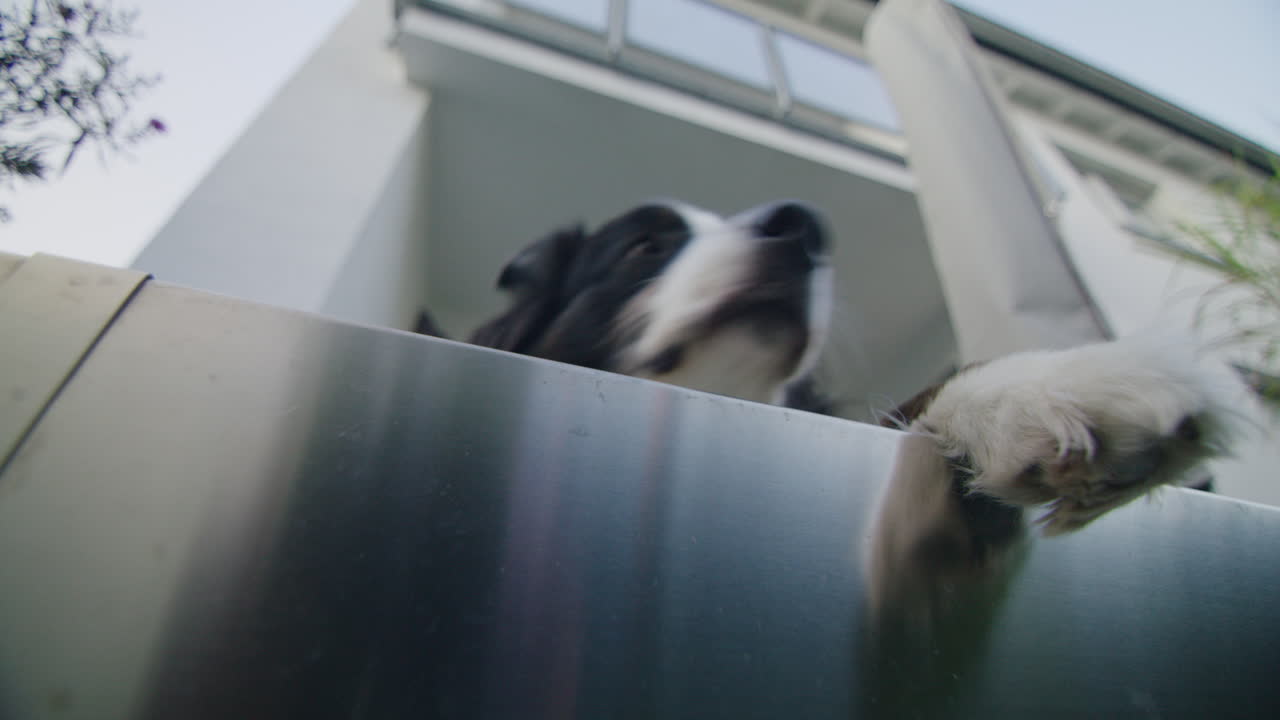 밖에 누워있는 개