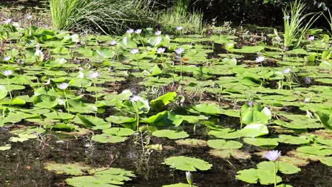 water lilies opening in a serene pond setting