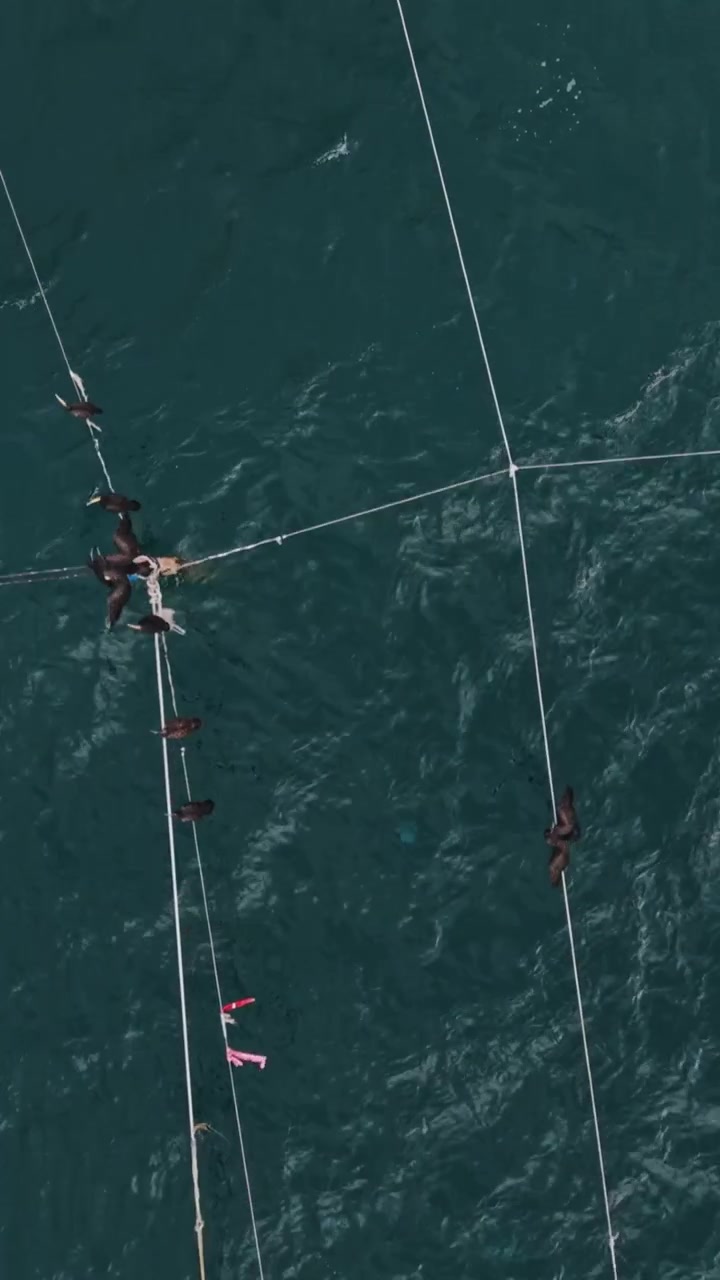 Vista aerea delle reti da pesca nelle acque della Bulgaria