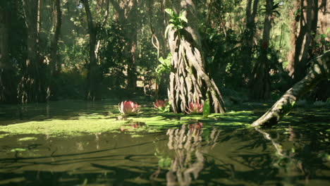 el tranquilo estanque de la jungla