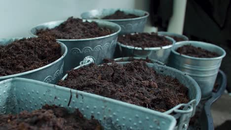 the pots are being filled with soil, and once filled, they are carefully watered to ensure proper hydration for the plants